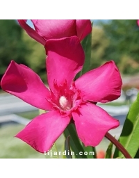 Nerium oleander - Laurier rose 'Italia'