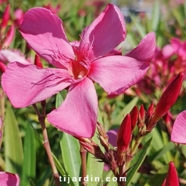 Nerium oleander 'Cap Saint Vincent'