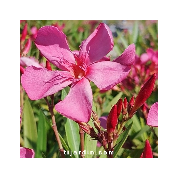 Nerium oleander 'Cap Saint Vincent'