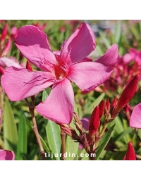 Nerium oleander - Laurier rose 'Cap Saint Vincent'