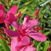 Nerium oleander 'Jannoch'