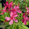 Nerium oleander 'Jannoch'