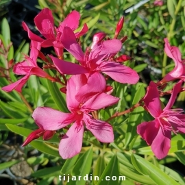 Laurier-rose 'Jannoch' (Nerium oleander)