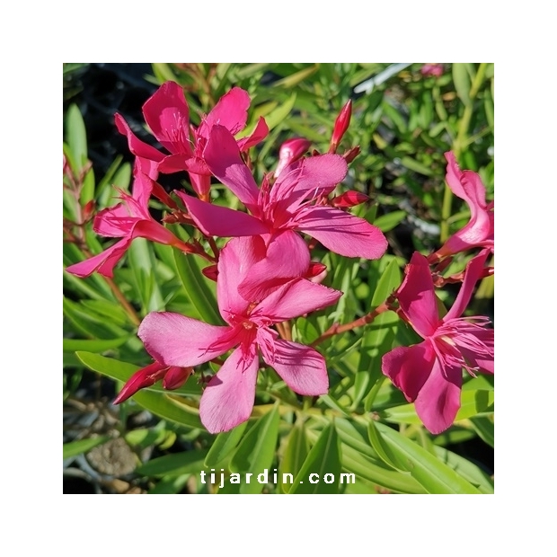 Nerium oleander 'Jannoch'