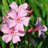 Nerium oleander 'Magaly'