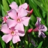Laurier-rose 'Magaly' (Nerium oleander)