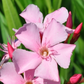 Laurier-rose 'Magaly' (Nerium oleander)