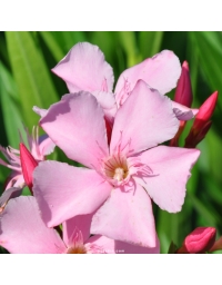 Laurier-rose 'Magaly' (Nerium oleander)