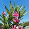 Nerium oleander 'Minouche'