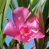 Nerium oleander 'Minouche'