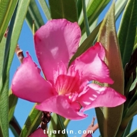 Nerium oleander 'Minouche'