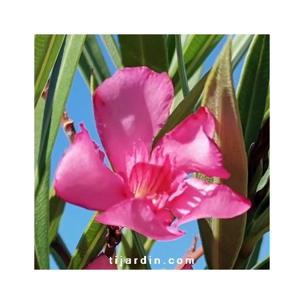 Nerium oleander 'Minouche'