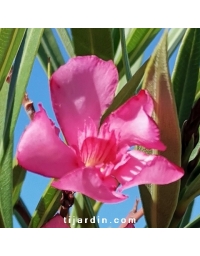 Laurier-rose 'Minouche' (Nerium oleander)
