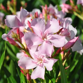 Laurier-rose 'Sealy Pink' (Nerium oleander)