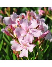 Nerium oleander - Laurier rose 'Sealy Pink'