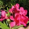 Nerium oleander 'Sainte Baume'