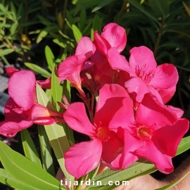 Nerium oleander 'Sainte Baume'