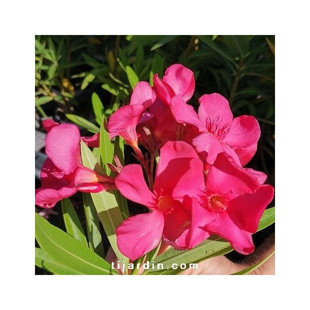 Nerium oleander 'Sainte Baume' Nerium oleander 'Sainte Baume'