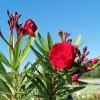 Nerium oleander 'Ruby'