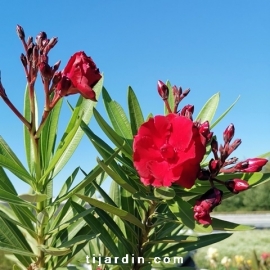 Nerium oleander 'Ruby'