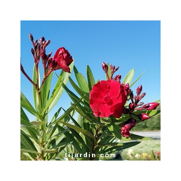 Nerium oleander 'Ruby' Nerium oleander 'Ruby'