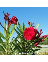Nerium oleander - Laurier rose 'Rubis'