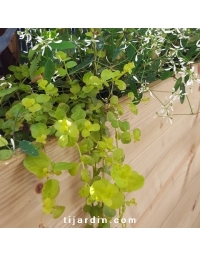 Lysimachia nummularia 'Aurea' - Herbe aux écus dorée