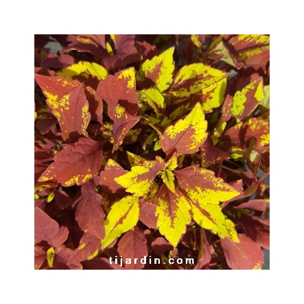 Coleus 'Pineapple' Coleus 'Pineapple'