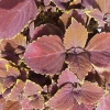 Coleus 'Chocolat'