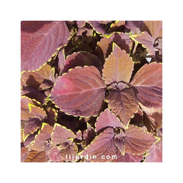 Coleus 'Chocolat'