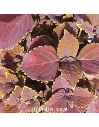 Coleus 'Chocolat'