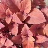 Coleus 'Red Head'