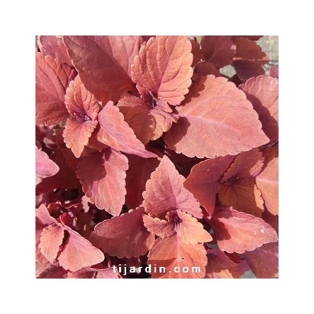 Coleus 'Red Head'