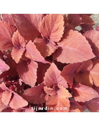 Coleus 'Red Head'