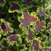 Coleus 'Combat'-Solenostemon