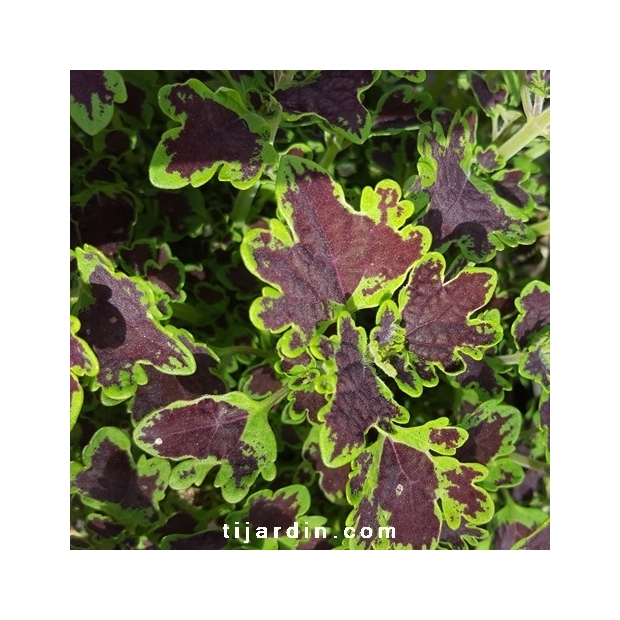 Coleus 'Combat'-Solenostemon Coleus 'Combat'-Solenostemon