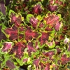 Coleus 'Combat'-Solenostemon