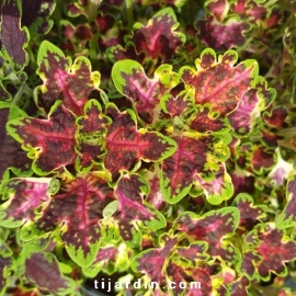 Coleus 'Combat'-Solenostemon