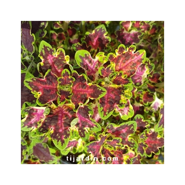 Coleus 'Combat'-Solenostemon Coleus 'Combat'-Solenostemon