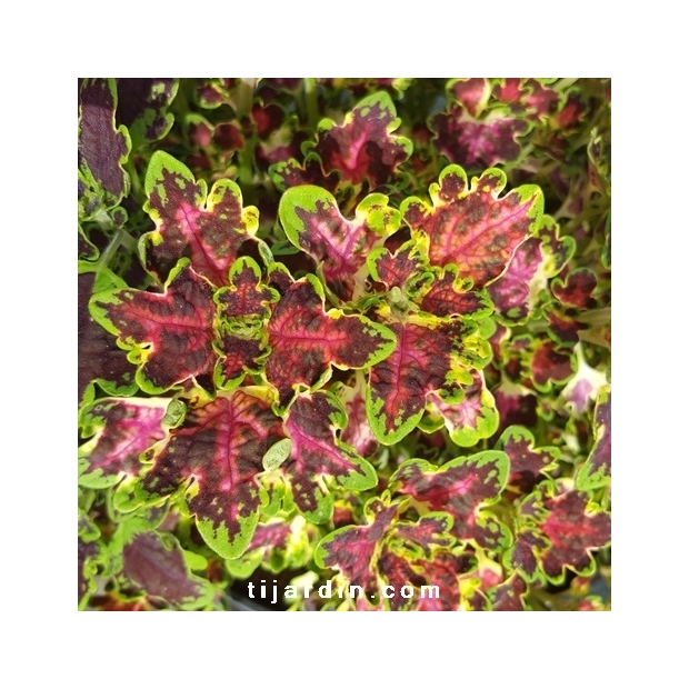 Coleus 'Combat'-Solenostemon