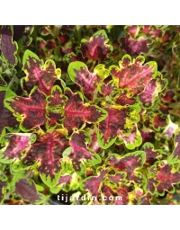 Coleus 'Brasil'- Solenostemon