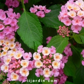 Lantana camara 'rose'