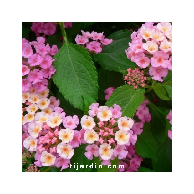 Lantana camara 'rose'