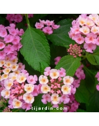 Lantana camara 'Bandana Rose'