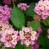 Lantana camara 'Bandana Rose'