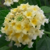 Lantana camara 'Coco Milk'