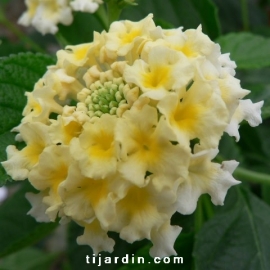 Lantana camara 'Coco Milk'