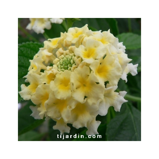 Lantana camara 'Coco Milk'