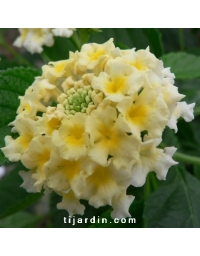 Lantana camara 'Coco Milk'