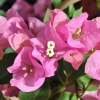 Bougainvillea 'Marie Rose'